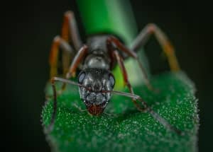 Big ant on a green leaf