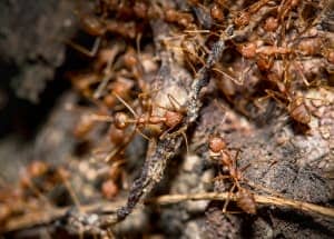 ant colony
