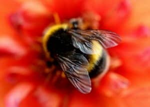 Bee