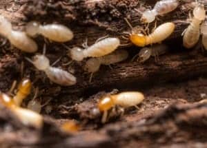 termites