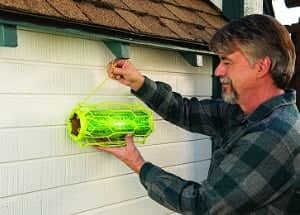 man installing carpenter bee trap