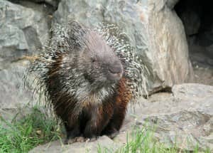 porcupine leaving the cave