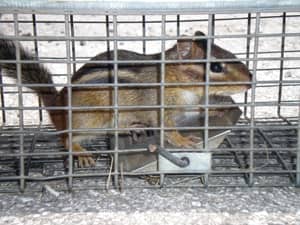 chipmunk in a trap